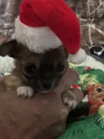 Gorgeous, a female Chihuahua for sale in South Chicago Heights, IL – Photo 9 of 10