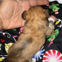 Gorgeous, a female Chihuahua for sale in South Chicago Heights, IL – Photo 5 of 10