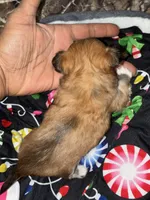 Gorgeous, a female Chihuahua for sale in South Chicago Heights, IL – Photo 5 of 10