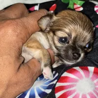 Gorgeous, a female Chihuahua for sale in South Chicago Heights, IL – Photo 3 of 10