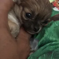 Gorgeous, a female Chihuahua for sale in South Chicago Heights, IL – Photo 6 of 10