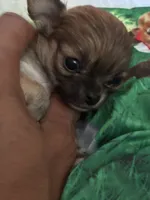 Gorgeous, a female Chihuahua for sale in South Chicago Heights, IL – Photo 6 of 10