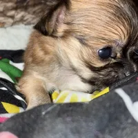 Gorgeous, a female Chihuahua for sale in South Chicago Heights, IL – Photo 4 of 10