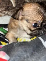 Gorgeous, a female Chihuahua for sale in South Chicago Heights, IL – Photo 4 of 10