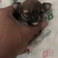 Gorgeous, a female Chihuahua for sale in South Chicago Heights, IL – Photo 7 of 10