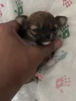 Gorgeous, a female Chihuahua for sale in South Chicago Heights, IL – Photo 7 of 10