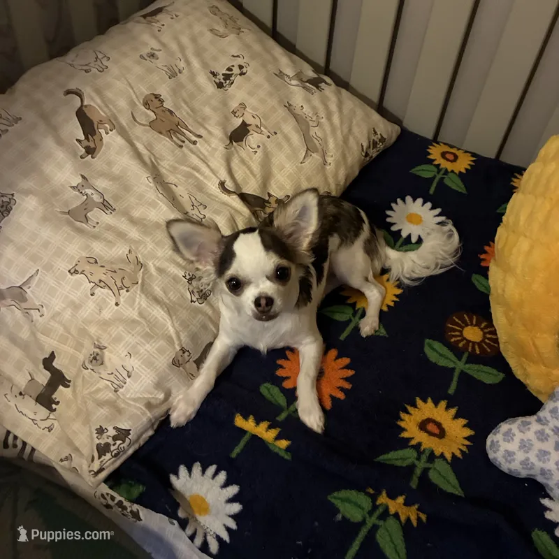 Toby – Chihuahua puppy for sale in South Chicago Heights, IL