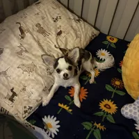 Toby, a male Chihuahua for sale in South Chicago Heights, IL – 1 of 9