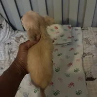 TB TeddyBear, a male Chihuahua for sale in South Chicago Heights, IL – 3 of 8