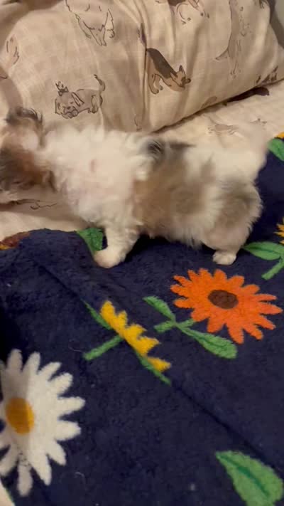 Tiny Diva, a female Chihuahua for sale in South Chicago Heights, IL – 10 of 10