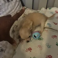 TB TeddyBear, a male Chihuahua for sale in South Chicago Heights, IL – 6 of 8