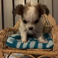 Tiny Diva, a female Chihuahua for sale in South Chicago Heights, IL – 9 of 10