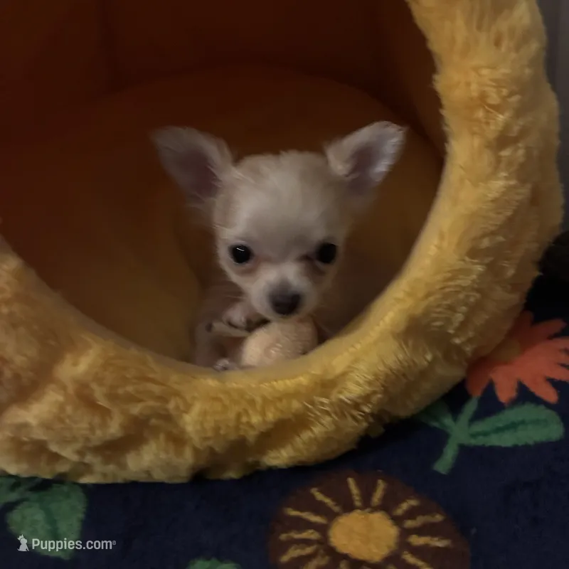 TB TeddyBear – Chihuahua puppy for sale in South Chicago Heights, IL
