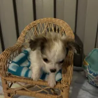 Tiny Diva, a female Chihuahua for sale in South Chicago Heights, IL – 6 of 10