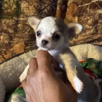 Toby, a male Chihuahua for sale in South Chicago Heights, IL – Photo 1 of 6