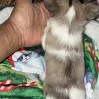 Toby, a male Chihuahua for sale in South Chicago Heights, IL – Photo 5 of 6