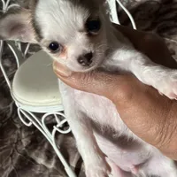 Toby, a male Chihuahua for sale in South Chicago Heights, IL – Photo 4 of 6