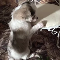 Toby, a male Chihuahua for sale in South Chicago Heights, IL – Photo 3 of 6