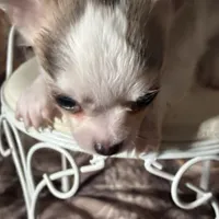 Toby, a male Chihuahua for sale in South Chicago Heights, IL – Photo 2 of 6