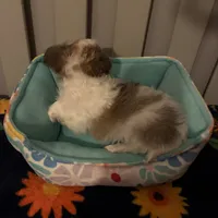 Tiny Diva, a female Chihuahua for sale in South Chicago Heights, IL – 7 of 10