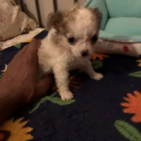 Tiny Diva, a female Chihuahua for sale in South Chicago Heights, IL – 1 of 10