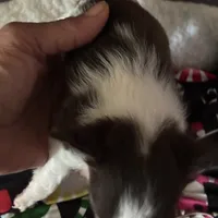 Wonderful, a female Chihuahua for sale in South Chicago Heights, IL – Photo 6 of 6