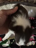 Wonderful, a female Chihuahua for sale in South Chicago Heights, IL – Photo 6 of 6