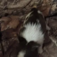 Wonderful, a female Chihuahua for sale in South Chicago Heights, IL – Photo 2 of 6