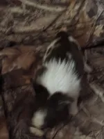 Wonderful, a female Chihuahua for sale in South Chicago Heights, IL – Photo 2 of 6