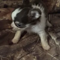 Wonderful, a female Chihuahua for sale in South Chicago Heights, IL – Photo 5 of 6