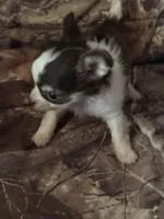 Wonderful, a female Chihuahua for sale in South Chicago Heights, IL – Photo 5 of 6