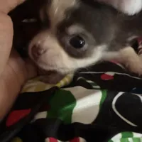 Wonderful, a female Chihuahua for sale in South Chicago Heights, IL – Photo 1 of 6