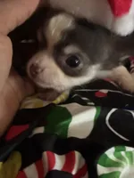 Wonderful, a female Chihuahua for sale in South Chicago Heights, IL – Photo 1 of 6