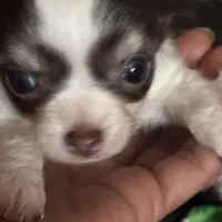 Wonderful, a female Chihuahua for sale in South Chicago Heights, IL – Photo 4 of 6