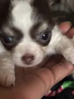 Wonderful, a female Chihuahua for sale in South Chicago Heights, IL – Photo 4 of 6