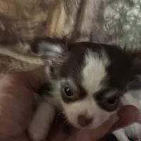 Wonderful, a female Chihuahua for sale in South Chicago Heights, IL – Photo 3 of 6