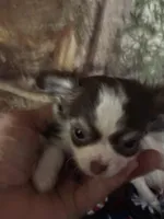 Wonderful, a female Chihuahua for sale in South Chicago Heights, IL – Photo 3 of 6