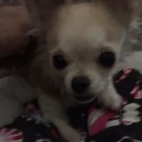 Adorable Dash, a male Chihuahua for sale in South Chicago Heights, IL – Photo 7 of 9