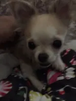 processed/997ff117-6981-4459-9864-ca6214d3aa5f/listing/a78d8bca-9f3b-4ce7-8ce6-2b49ed180d97/16deb3de-6d5a-4d2c-8712-a582110000a8