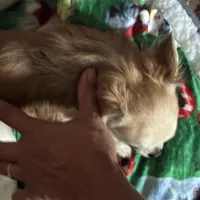 Adorable Dash, a male Chihuahua for sale in South Chicago Heights, IL – Photo 5 of 9