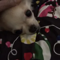 Adorable Dash, a male Chihuahua for sale in South Chicago Heights, IL – Photo 6 of 9