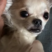 Adorable Dash, a male Chihuahua for sale in South Chicago Heights, IL – Photo 2 of 9