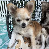 Adorable Dash, a male Chihuahua for sale in South Chicago Heights, IL – Photo 4 of 9