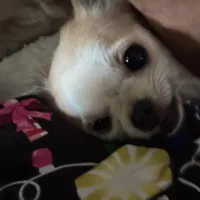 Adorable Dash, a male Chihuahua for sale in South Chicago Heights, IL – Photo 8 of 9