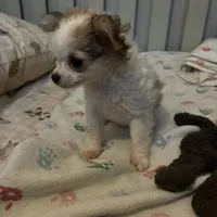 Tiny Diva, a female Chihuahua for sale in South Chicago Heights, IL – 4 of 10