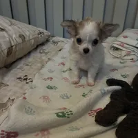 Tiny Diva, a female Chihuahua for sale in South Chicago Heights, IL – 3 of 10
