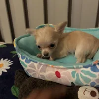 TB TeddyBear, a male Chihuahua for sale in South Chicago Heights, IL – 8 of 8