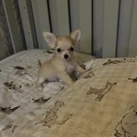 TB TeddyBear, a male Chihuahua for sale in South Chicago Heights, IL – 2 of 8