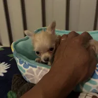 TB TeddyBear, a male Chihuahua for sale in South Chicago Heights, IL – 4 of 8
