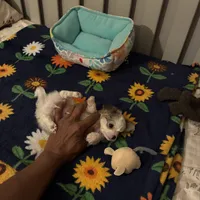 Tiny Diva, a female Chihuahua for sale in South Chicago Heights, IL – 5 of 10